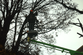 tree-cutting